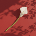 aeira™ Faux Calla Lily White