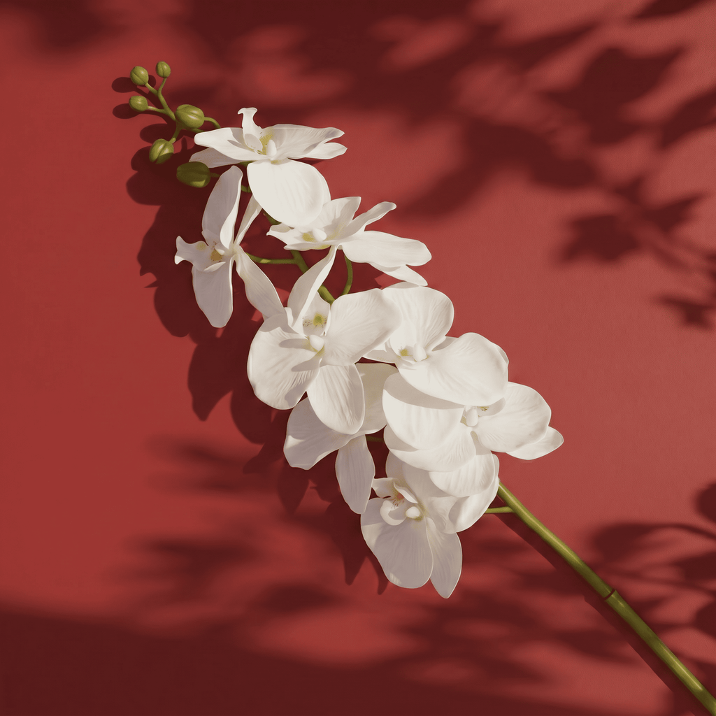 aeira™ Faux Moth Orchid White